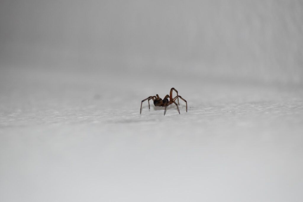 brown ant on white surface