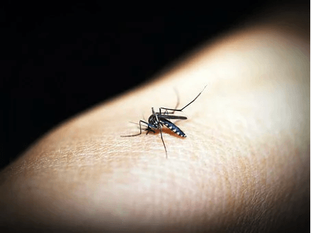 A mosquito bite on the human body.