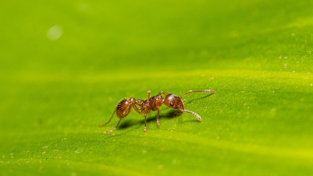 selective-focus photography of ant
