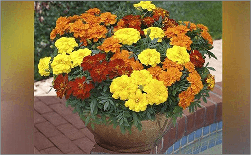 Marigolds plant