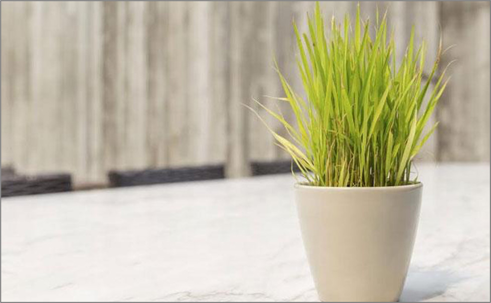 Lemon grass