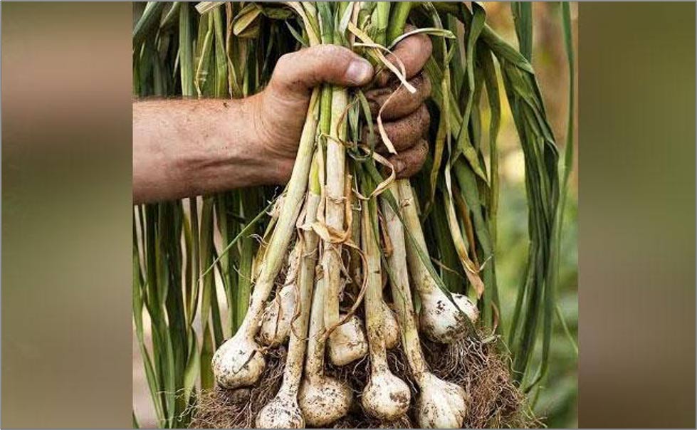Garlic plant