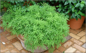 Citronella grass