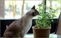 Catnip plant