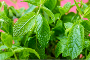 Mint plant