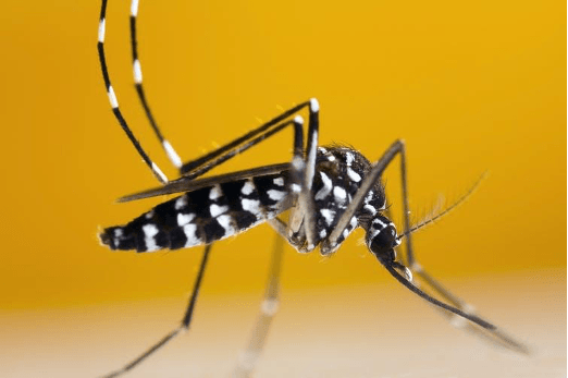 Asian tiger mosquito