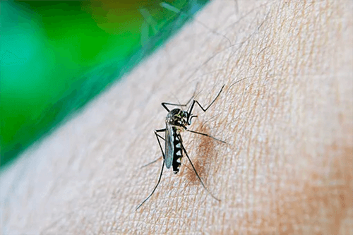 mosquito bite on human body