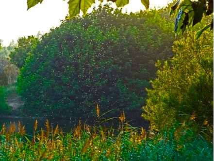 Mosquito Repellent Plants