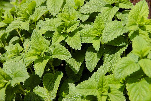 Mosquito Repellent Lemon Balm Plants