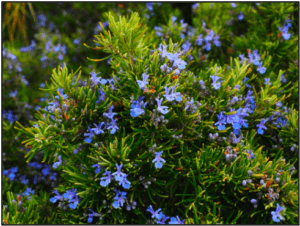 Rosemary plant
