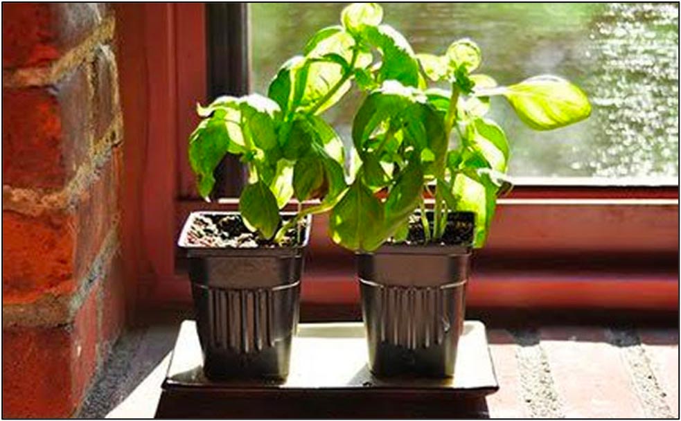 Basil plant
