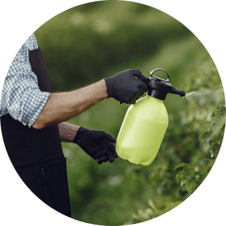 Farmer spraying herbicides on vegetables.