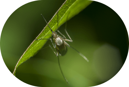 Mosquito on plant leaves.