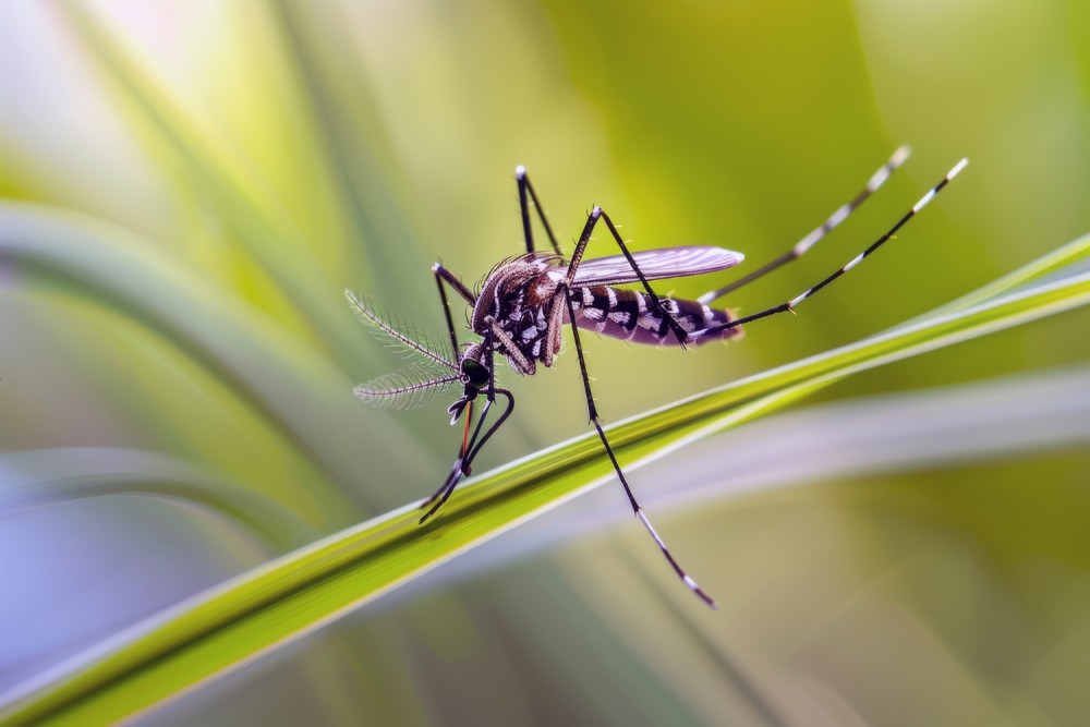 Signs of a Mosquito Infestation: Symptoms & Control