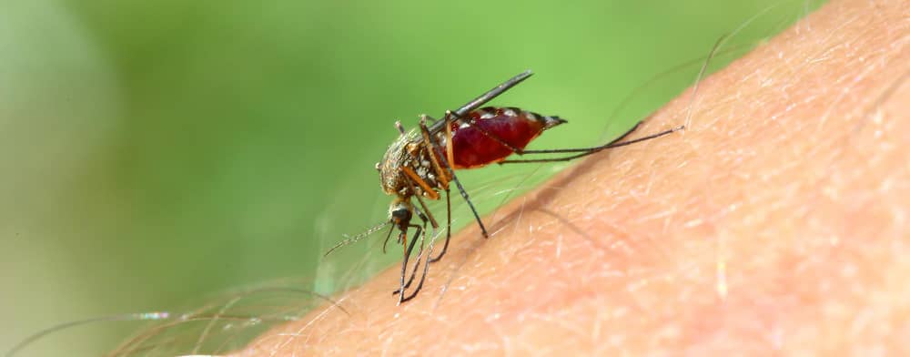 Our Outdoor Pest Control & Prevention Process
