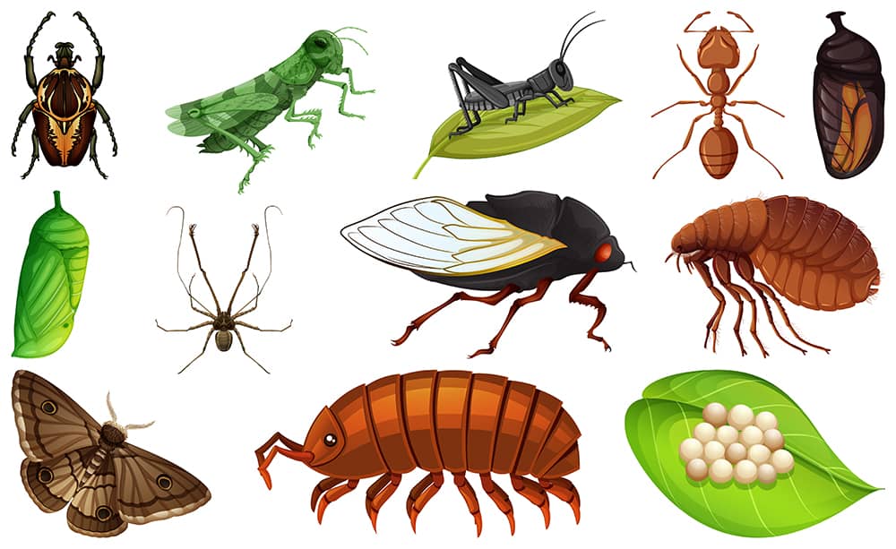 What Pests Are Most Common in Hamilton Homes and How Mosquito Man Provides Effective Pest Control Solutions