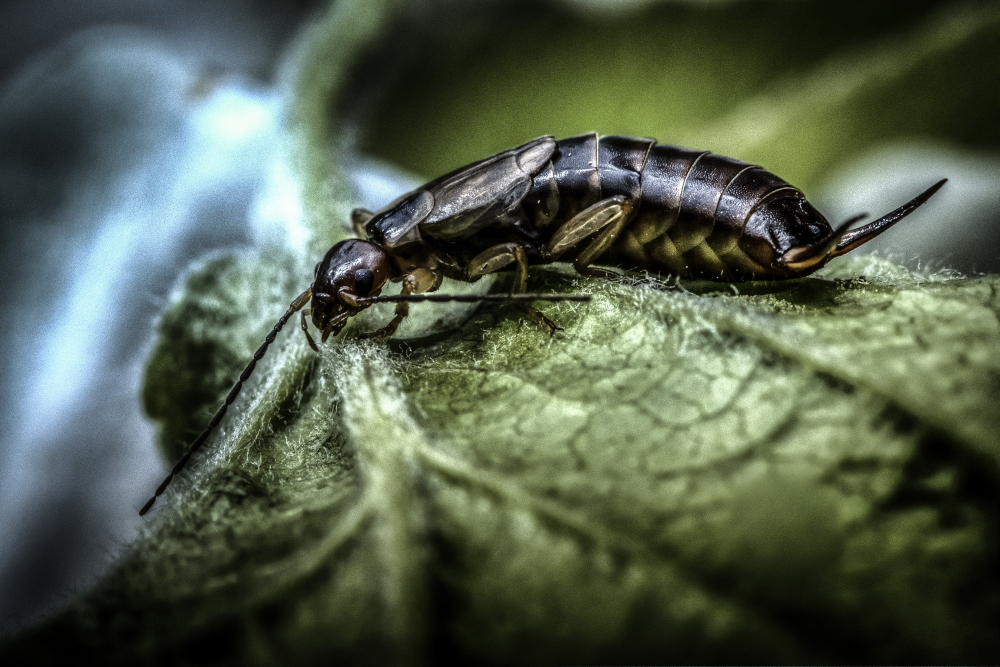What Pests Are Most Common in Halifax Homes: Local Pest Control Guide