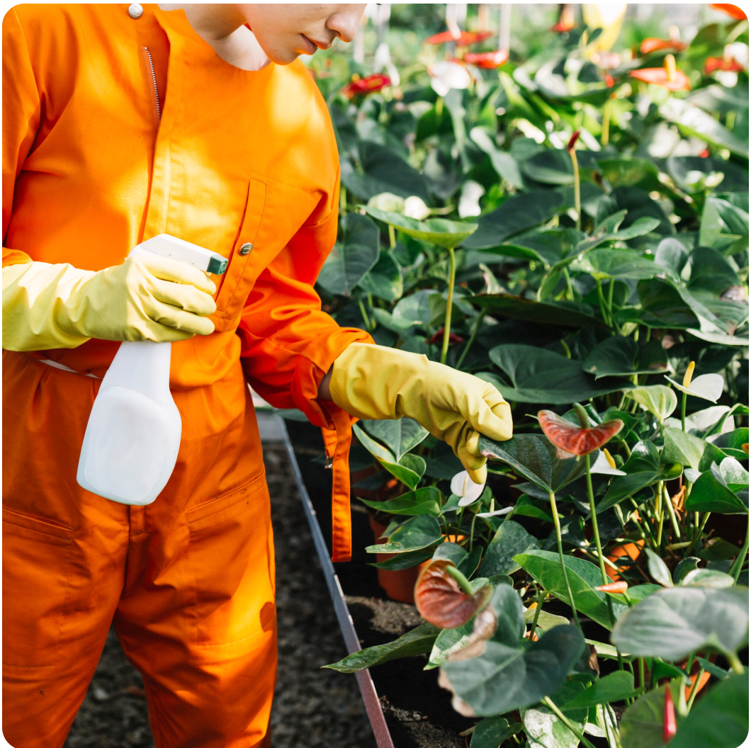 Best Time for Pest Control in Mississauga: Seasonal Tips from Mosquito Man to Stay Pest-Free