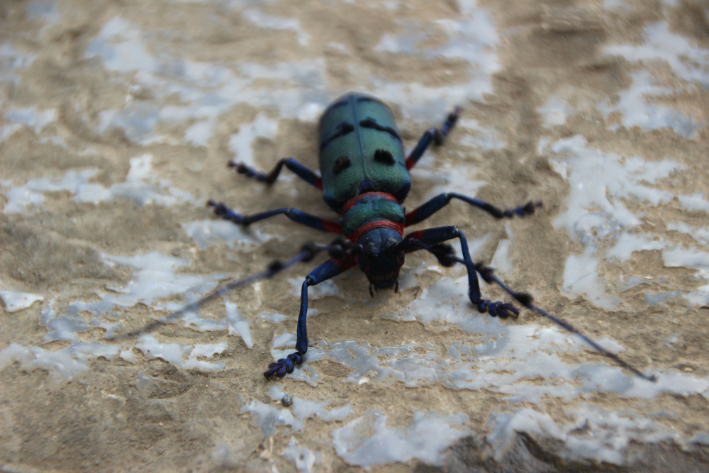 Pest Control in Kingston: Why Infestations Are Common and How Professionals Solve Them | Mosquito Man