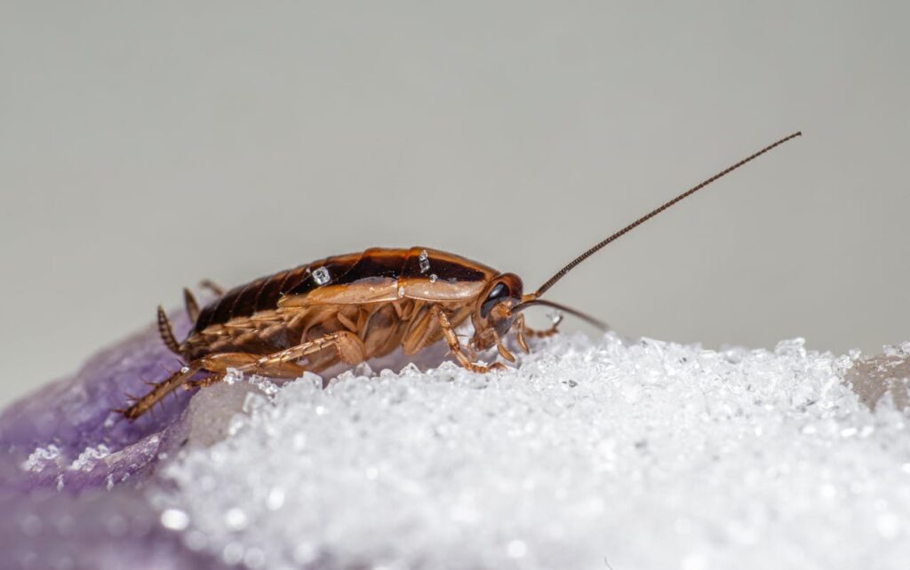 Best Pest Control Companies in Brantford: How to Choose the Right One for Your Property