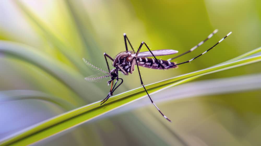 Best Mosquito Control Companies in Muskoka for Homes and Cottages | Mosquito Man