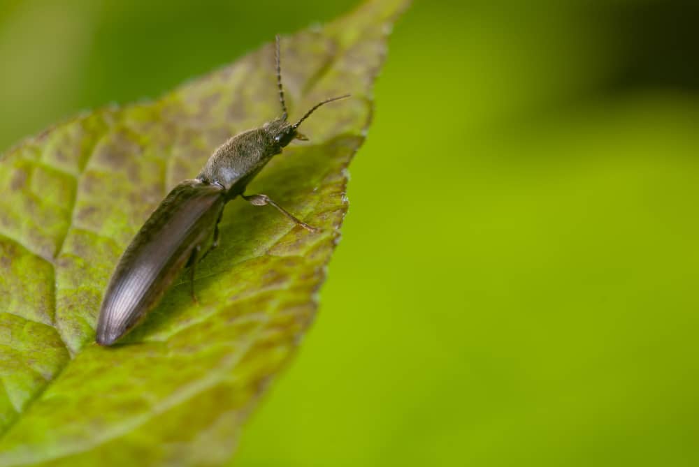 Best Tick Control Sudbury Companies | Mosquito Man