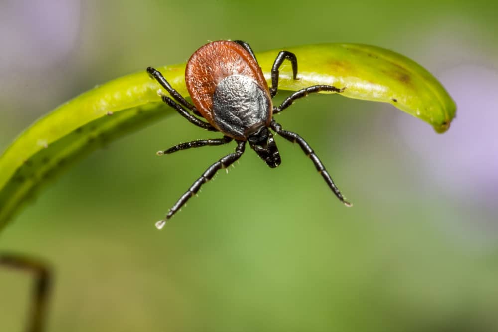 Keeping Dogs and Cats Safe with Effective Tick Control in Vaughan
