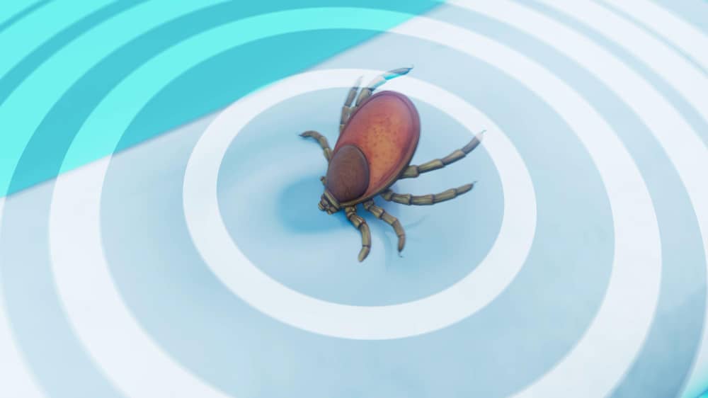 Understanding Tick Season and Staying Protected Across the Chatham-Kent Region