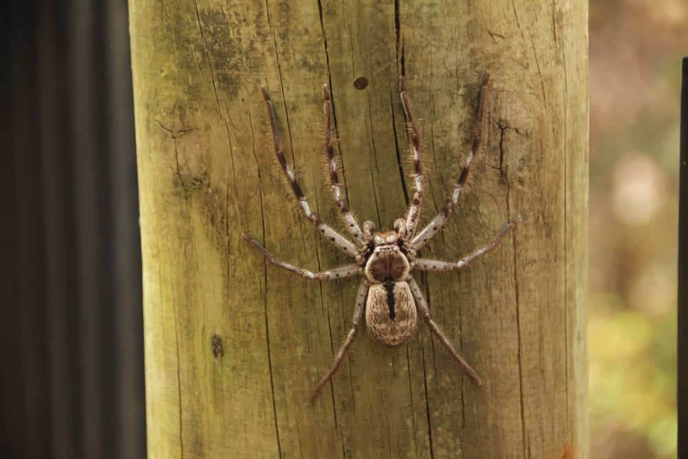 Expert Spider Prevention Tips for Vancouver Homes and Properties