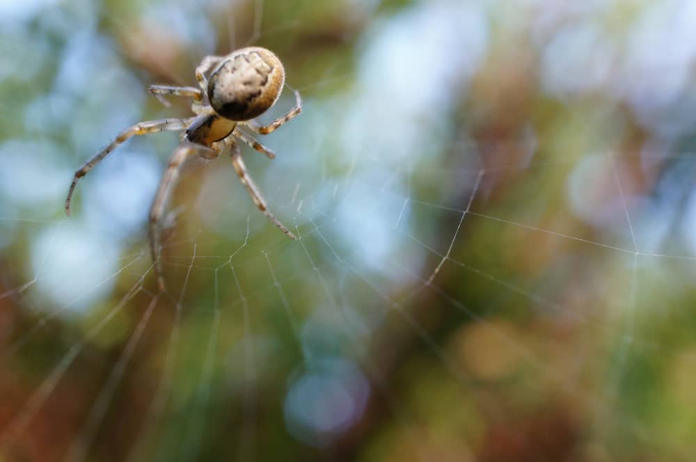 Expert Spider Prevention Tips for Vaughan Homes and Properties