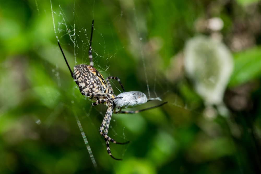 Spider Prevention Tips for Vaughan Homes and Properties | Mosquito Man