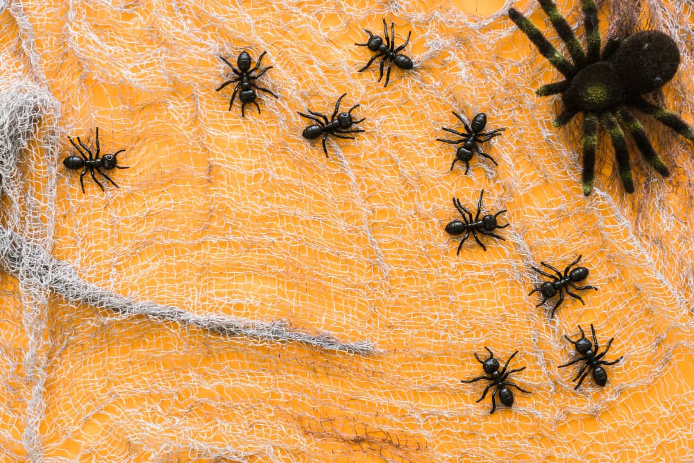 How to Get Rid of Spiders in Your Oakville Home Effectively
