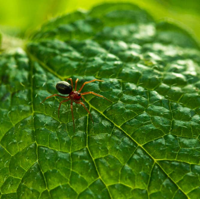Best Companies Protecting Halifax Families and Pets from Tick Activity