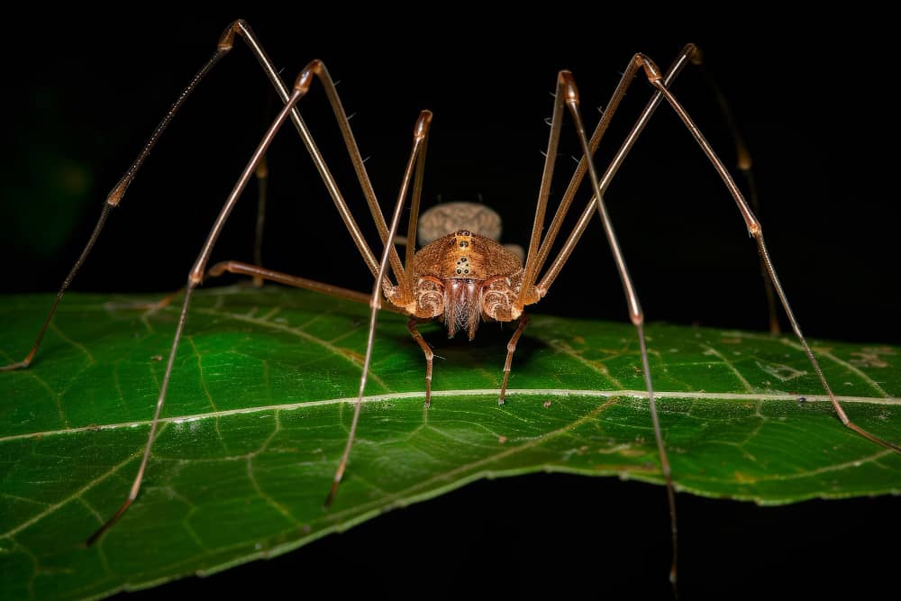 Best Companies Protecting Oakville Families and Pets from Tick Activity