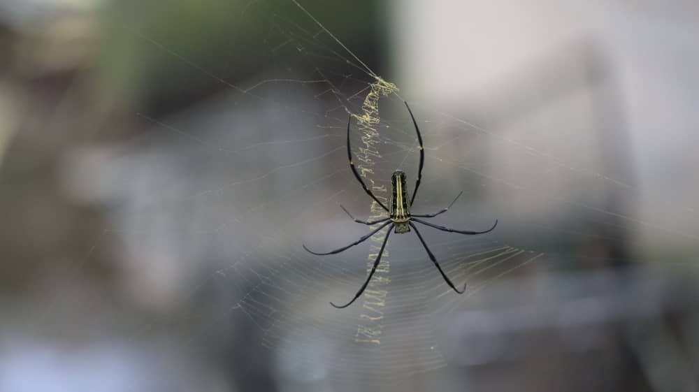 How to Get Rid of Spiders in Your Vaughan Home | Mosquito Man