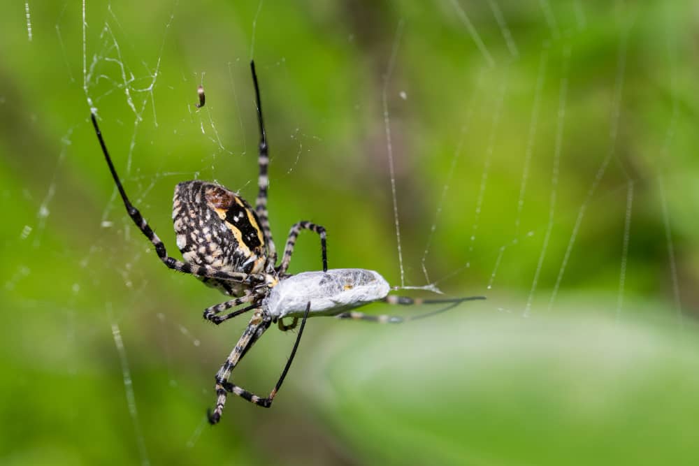 Seasonal Spider Control Guide for Vaughan Homeowners | Mosquito Man