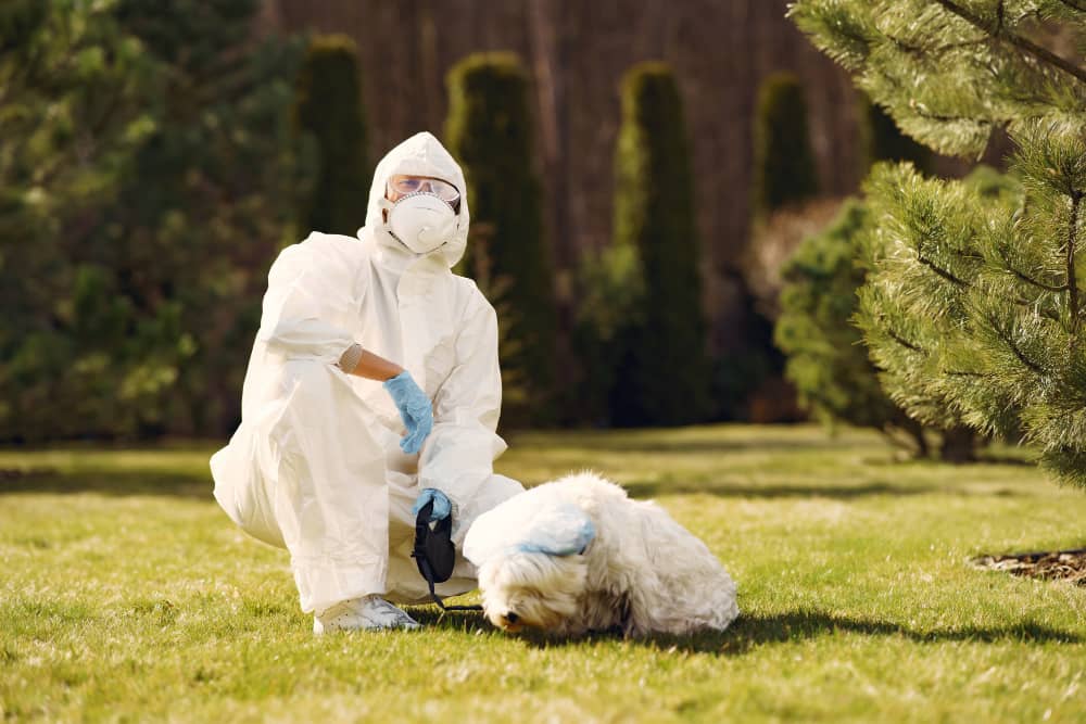 Tick Control Oakville: Protecting Your Pets from Ticks | Mosquito Man