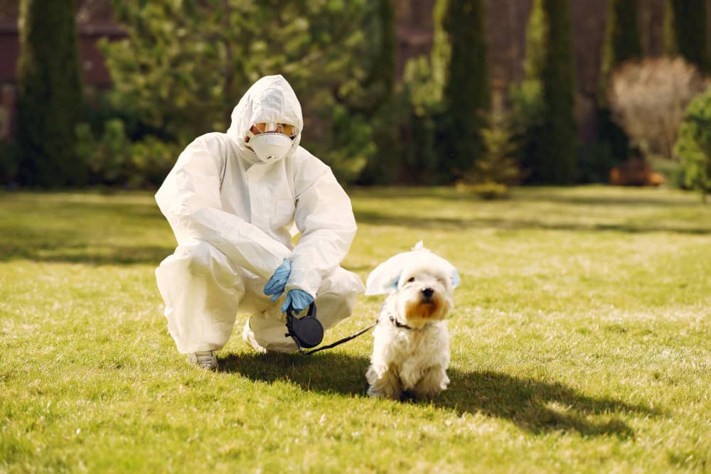 Keeping Dogs and Cats Safe with Effective Tick Control in Muskoka