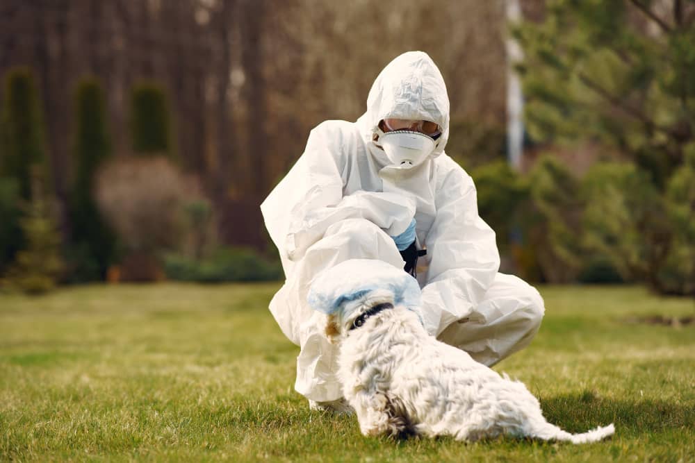 Keeping Dogs and Cats Safe with Effective Tick Control in Oakville