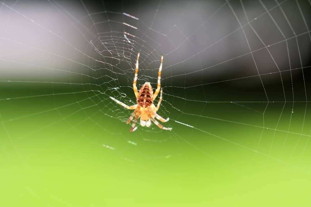Seasonal Spider Control Guide for Vancouver Homeowners | Mosquito Man
