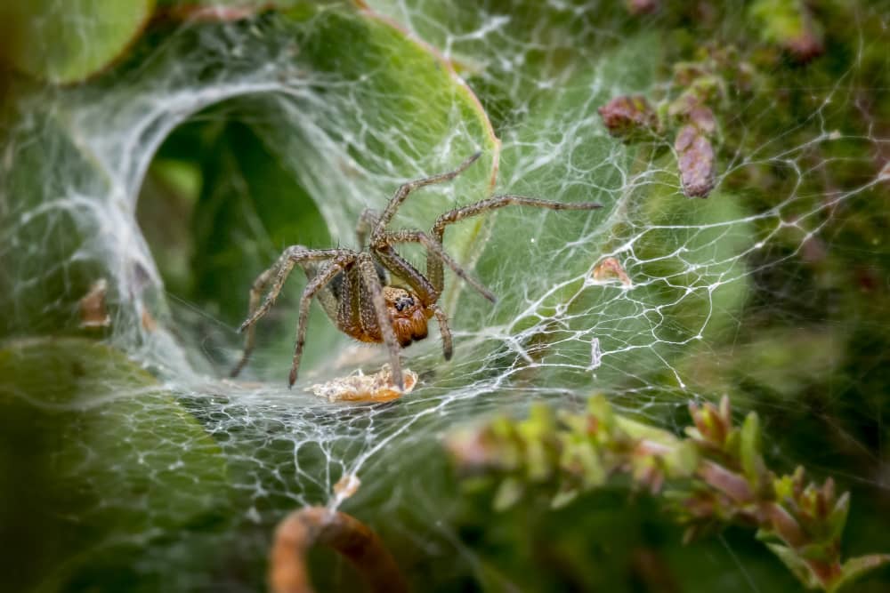 Spider Control Cost in Vancouver: What to Expect | Mosquito Man