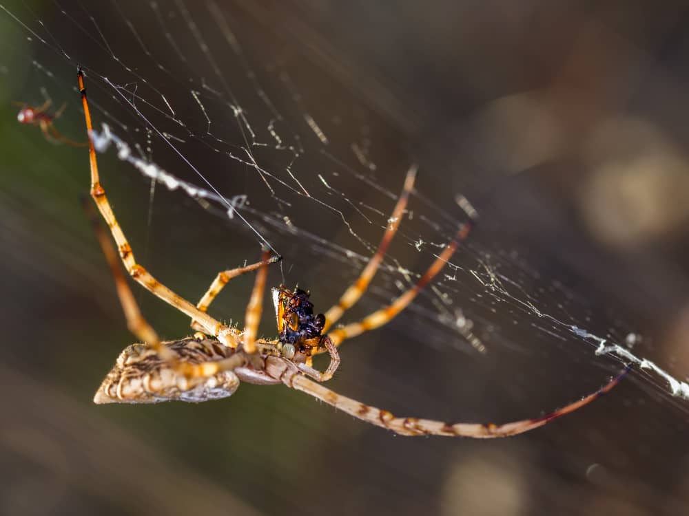 A Seasonal Spider Control Guide for Vaughan Homeowners