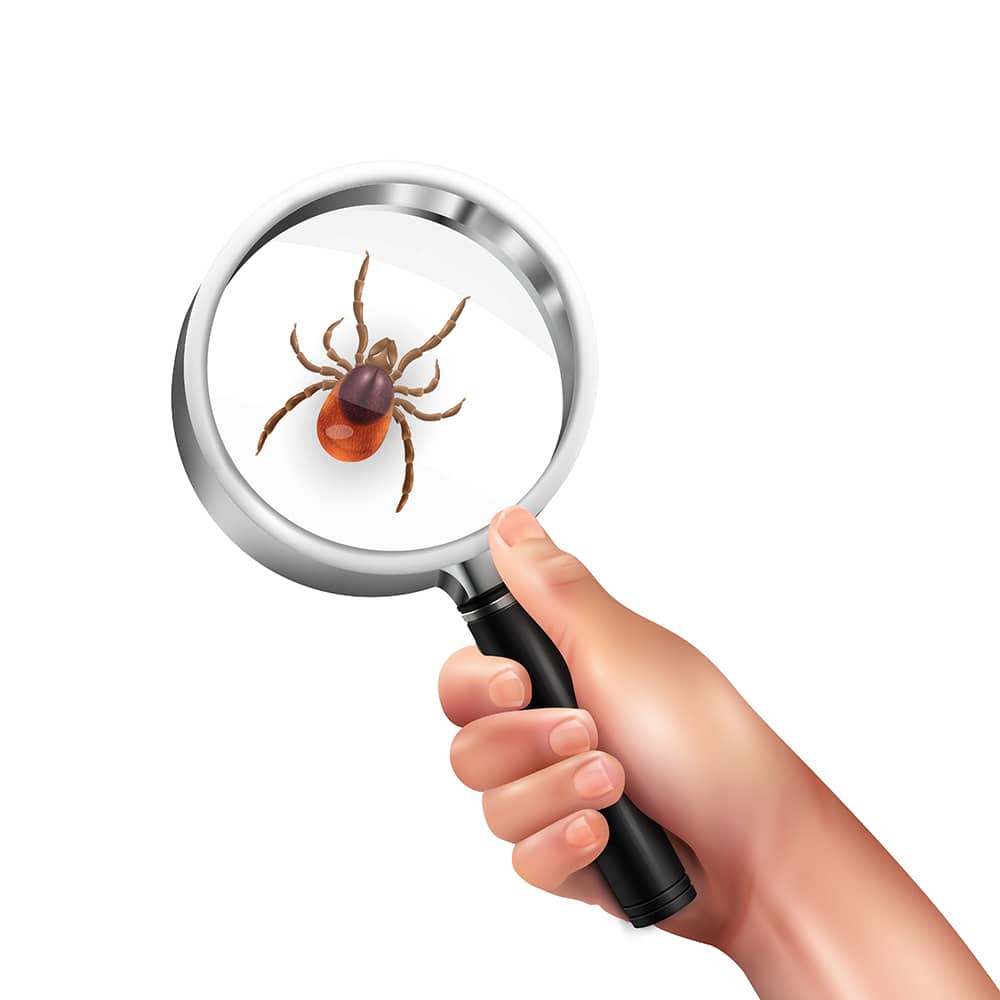 Protecting Families and Pets from Tick Activity on Muskoka Properties