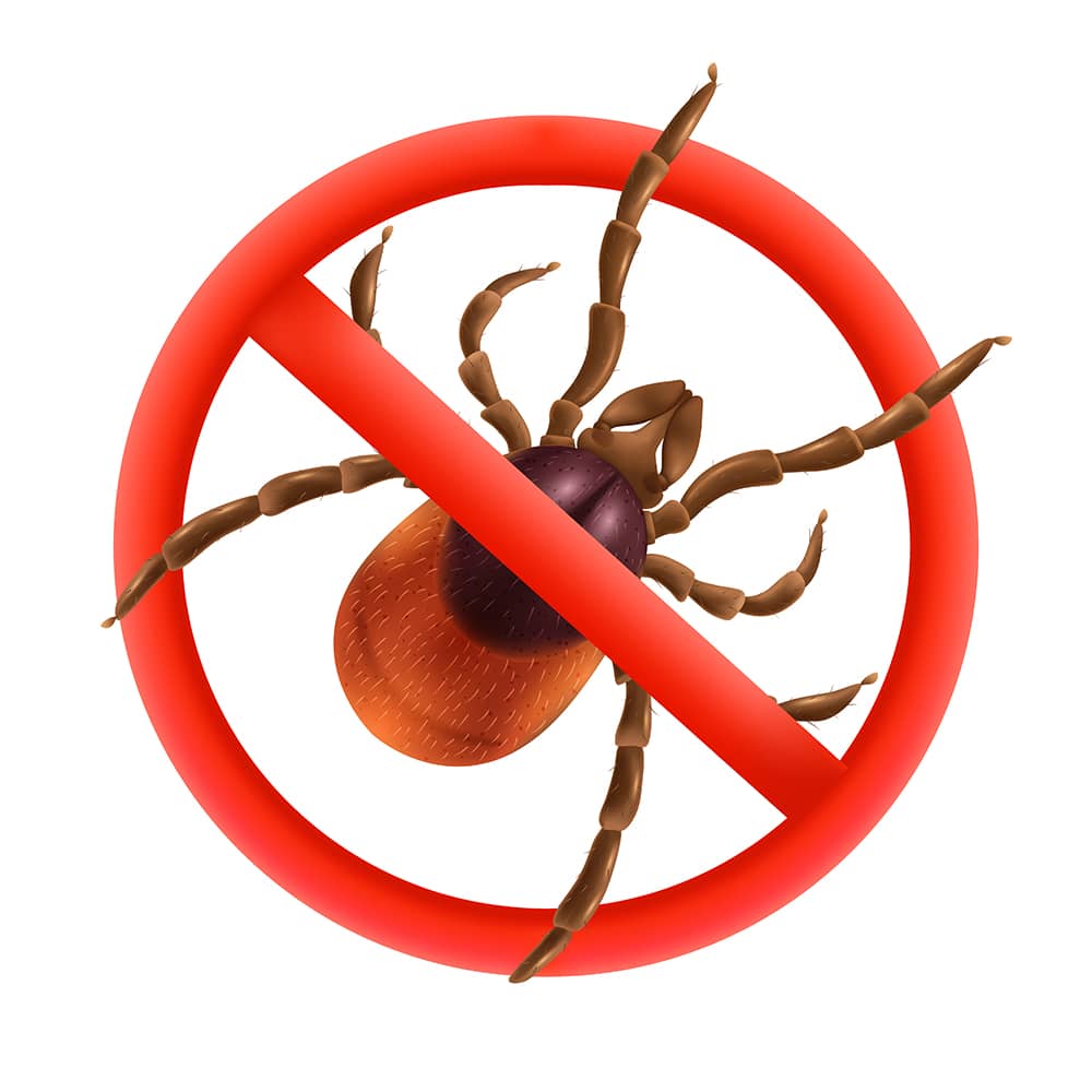 How to Get Rid of Ticks in Your Halifax Yard | Mosquito Man