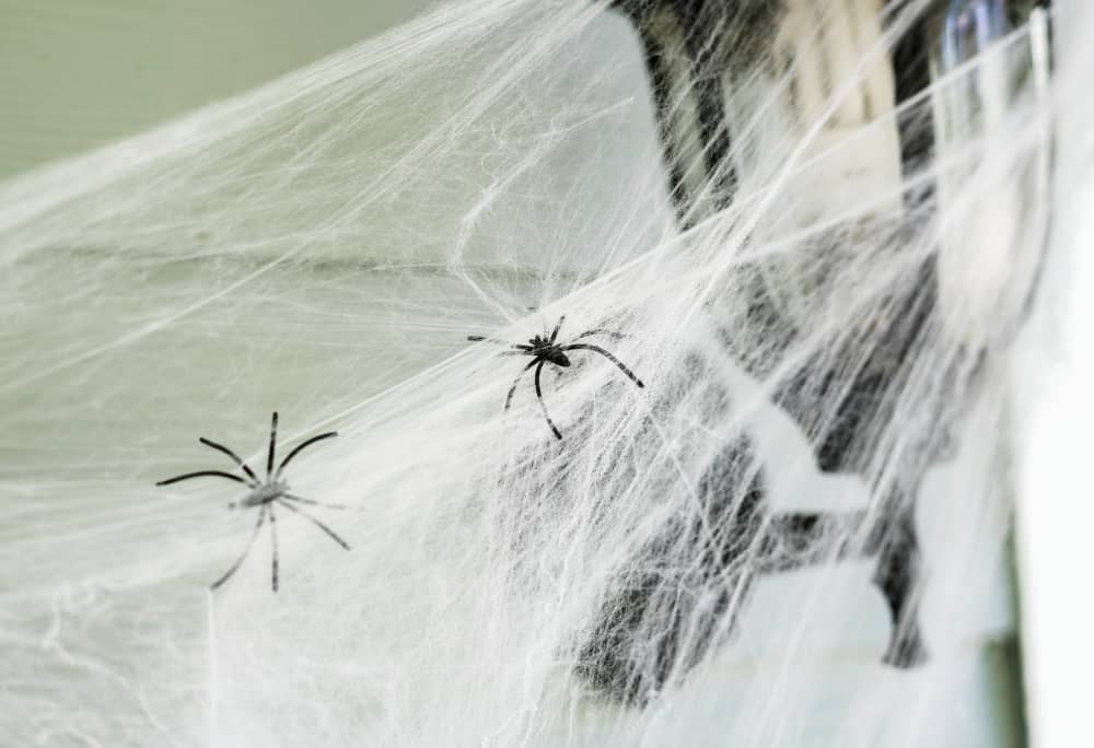 How to Get Rid of Spiders in Your Vancouver Home | Mosquito Man