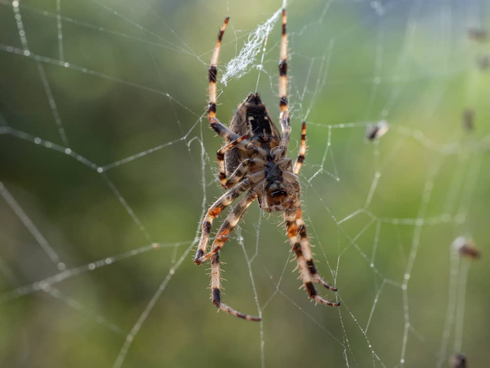 How to Get Rid of Spiders in Your Vaughan Home Effectively