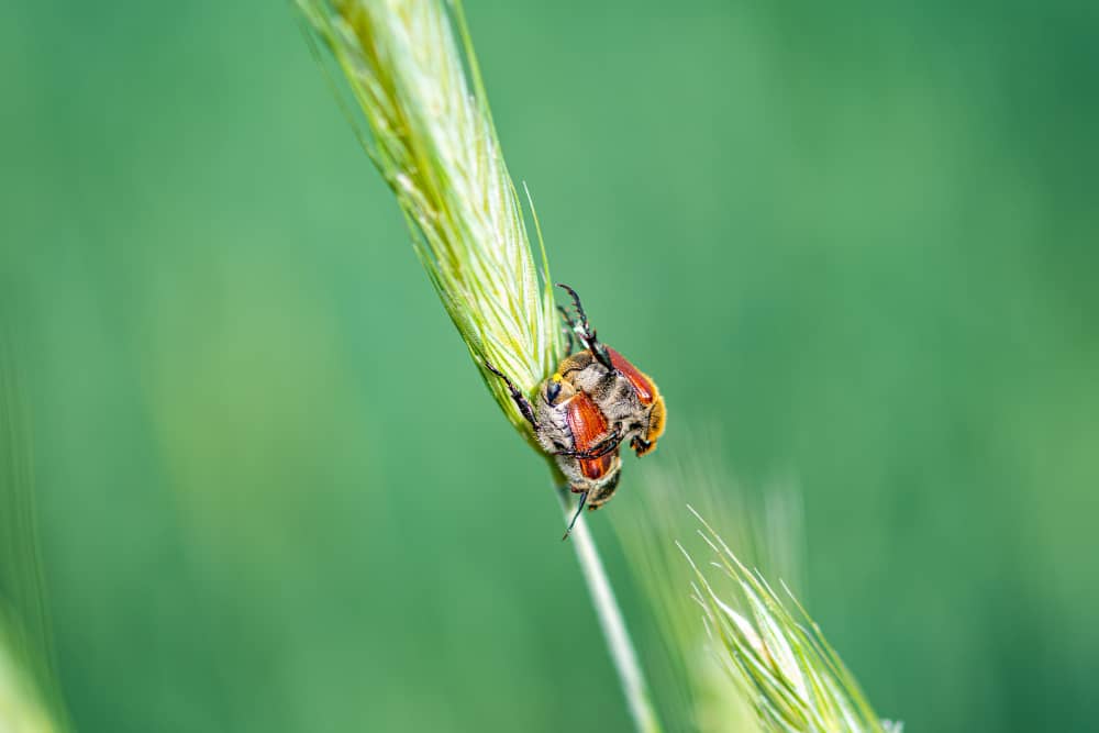 Understanding Tick Season and Staying Protected Across the Kawartha Lakes Region
