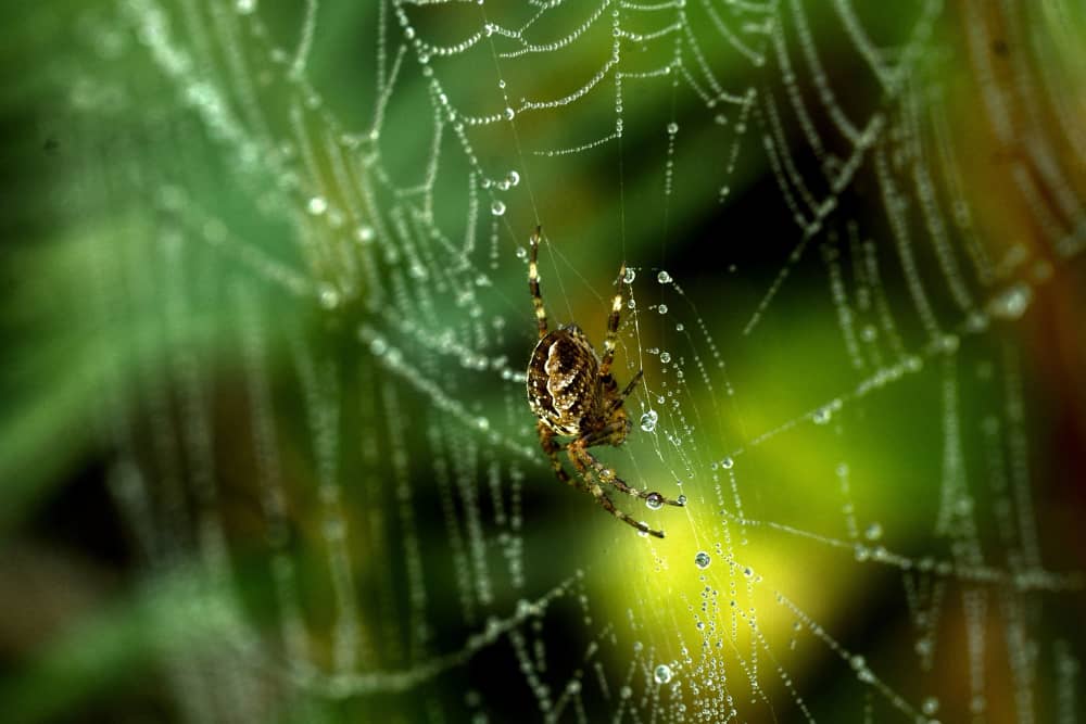 Best Companies Protecting Vaughan Homes and Families from Spider Activity