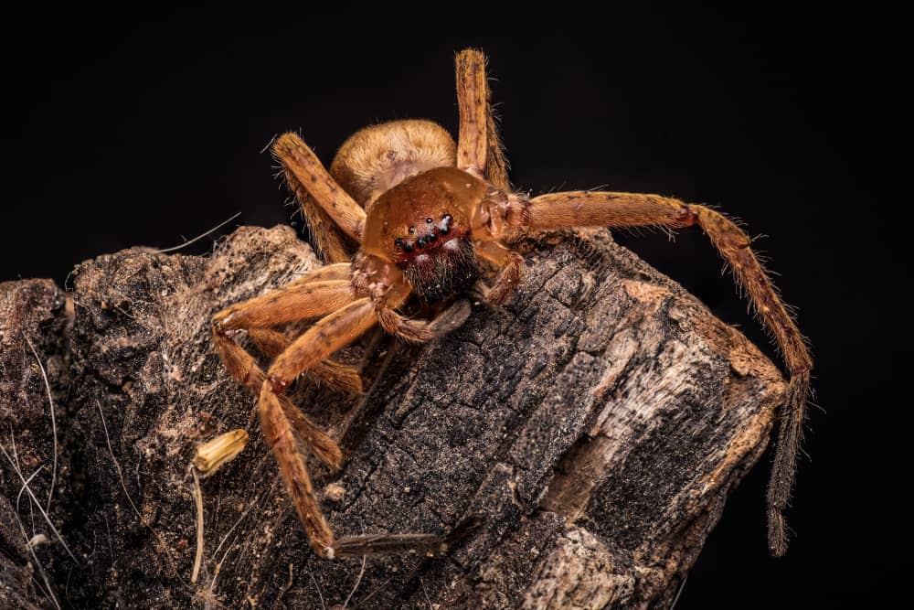 Spider Prevention Tips for Vancouver Homes and Properties | Mosquito Man