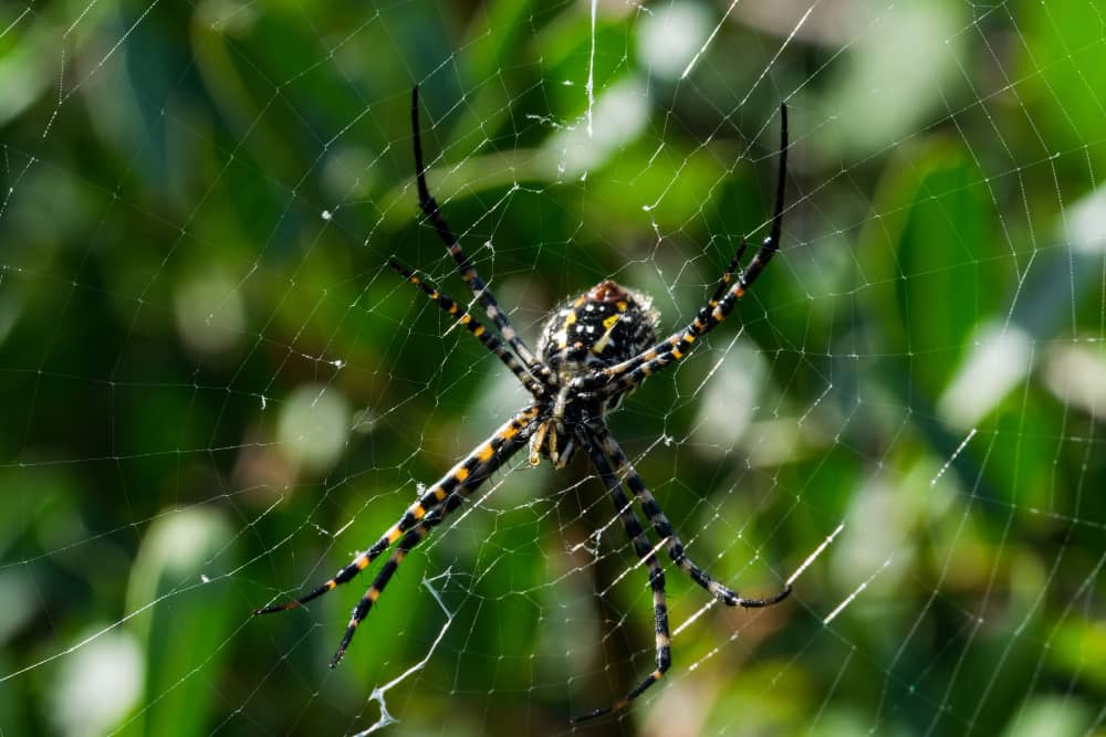 Best Spider Control Companies in Vancouver | Mosquito Man